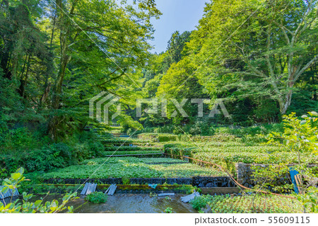 Izu City, Shizuoka Pref. 55609115