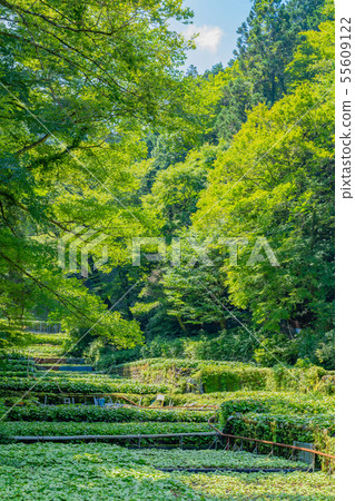 靜岡縣伊豆市 55609122