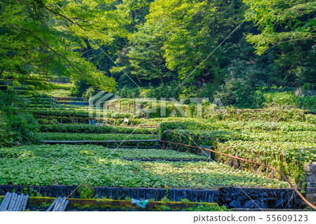 Izu City, Shizuoka Pref. 55609123