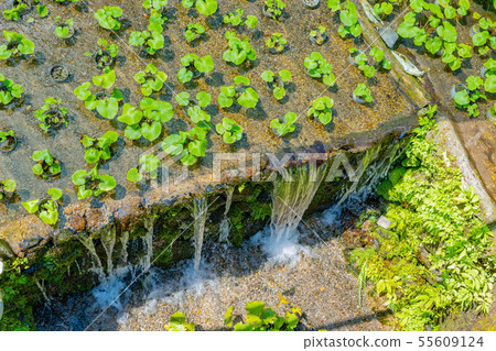 Izu City, Shizuoka Pref. 55609124