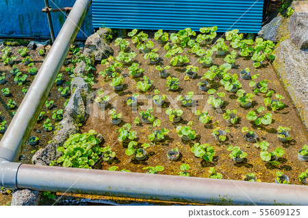 靜岡縣伊豆市 靜岡縣伊豆市 55609125