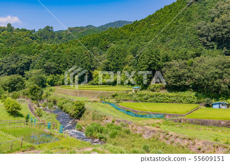 Terraced rice field in Jizodo, Izu City, Shizuoka Prefecture 55609151