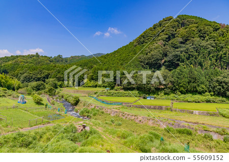 Terraced rice field in Jizodo, Izu City, Shizuoka Prefecture Terraced rice field in Jizodo, Izu City, Shizuoka Prefecture 55609152