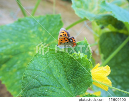 Cucumber flowers and butterflies early summer Cucumber flowers and butterflies early summer 55609600