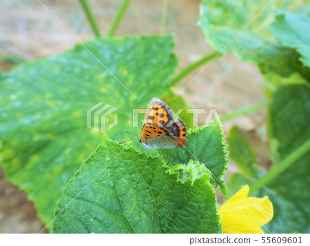Cucumber flowers and butterflies early summer Cucumber flowers and butterflies early summer 55609601