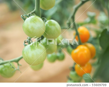 Tomato harvest early summer 55609709