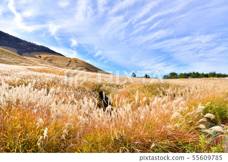 Autumn in Kuju Iida Kogen, Autumn Color Kuju, Yutsubo, Kuju-cho, Oita Prefecture 55609785