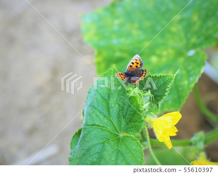 Cucumber flowers and butterflies early summer 55610397