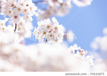 Cherry Blossoms Cherry Blossoms 55610875