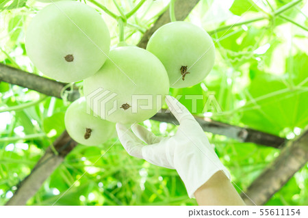 Close up woman hand holding green bottle gourd or 55611154