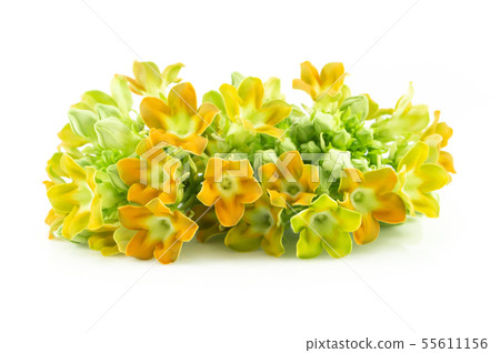 Cowslip creeper flower isolated on white 55611156