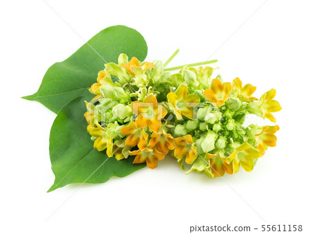 Cowslip creeper flower isolated on white 55611158