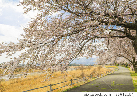 Beautiful cherry blossom , sakura and a country Beautiful cherry blossom , sakura and a country 55612194