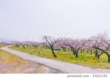 Beautiful flowers blossoming beside a country road Beautiful flowers blossoming beside a country road 55612195