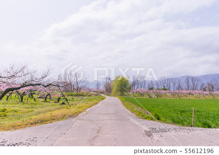 Beautiful flowers blossoming beside a country road 55612196