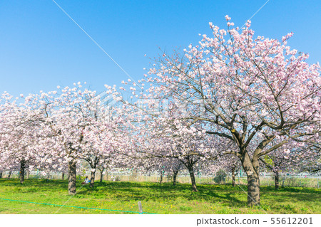 Beautiful cherry blossom trees or sakura blooming Beautiful cherry blossom trees or sakura blooming 55612201