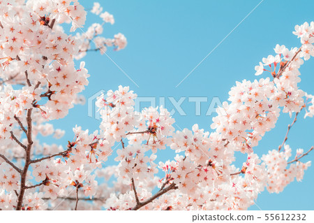 Beautiful cherry blossom or sakura in spring time Beautiful cherry blossom or sakura in spring time 55612232