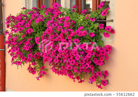 Rothenburg ob der Tauber_magenta flowers decorating the window Rothenburg ob der Tauber_magenta flowers decorating the window 55612662