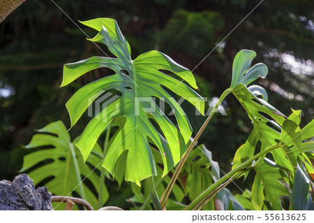 Futomi花卉中心-02 55613625