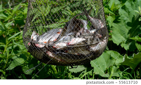 FRESH FISH FRESH FISH 55613710
