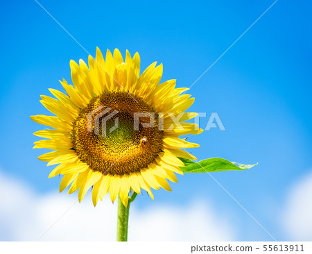 Sunflower and summer sky Sunflower and summer sky 55613911