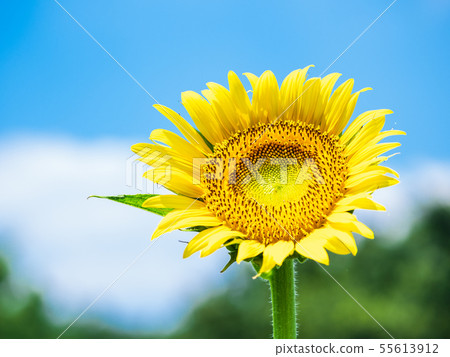 Sunflower and summer sky Sunflower and summer sky 55613912