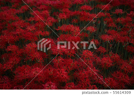 Cluster amaryllis Cluster amaryllis 55614309