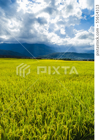 花東縱谷聞稻香田園風情畫 55614313