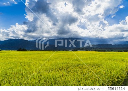 花東縱谷聞稻香田園風情畫 花東縱谷聞稻香田園風情畫 55614314