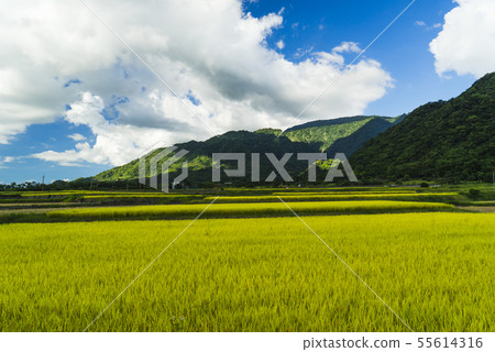 花東縱谷聞稻香田園風情畫 55614316