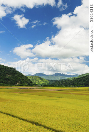 花東縱谷聞稻香田園風情畫 55614318