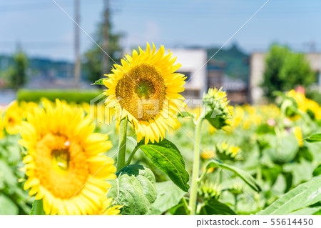 [Japan Summer] Sunflower Garden Musashimurayama 55614450