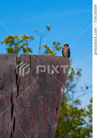 Swallow Bird Swallow Bird 55616084