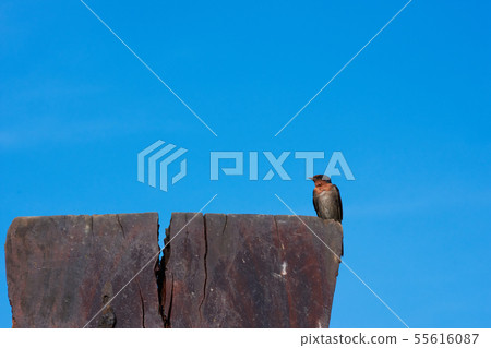 Swallow Bird Swallow Bird 55616087