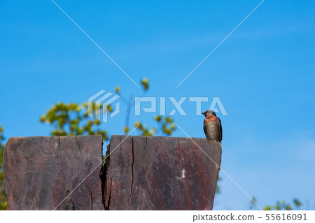 Swallow Bird Swallow Bird 55616091