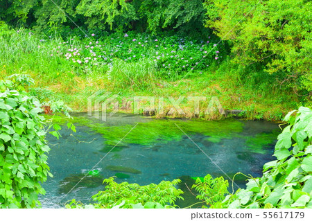 Iwata River in the rain, Shimizu, Shizuoka 55617179