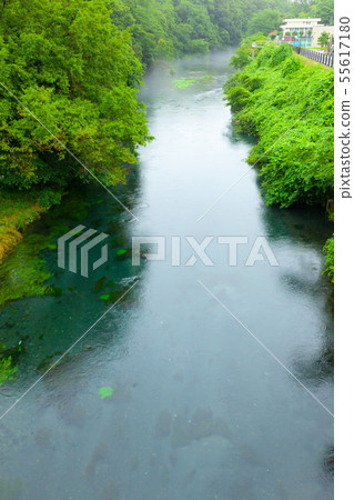 Iwata River in the rain, Shimizu, Shizuoka 55617180