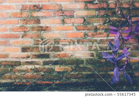 Green mos on the wall Natural background 55617345