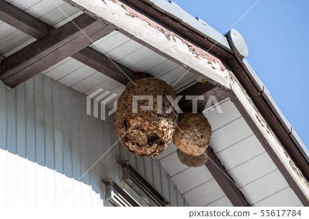 Wasp of the hornet Wasp of the hornet 55617784