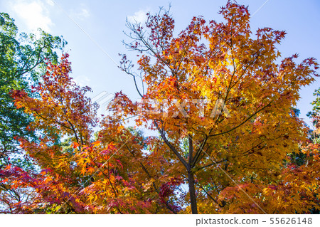 Autumn Shiga Koto Sanzan Seimei-ji Temple 55626148