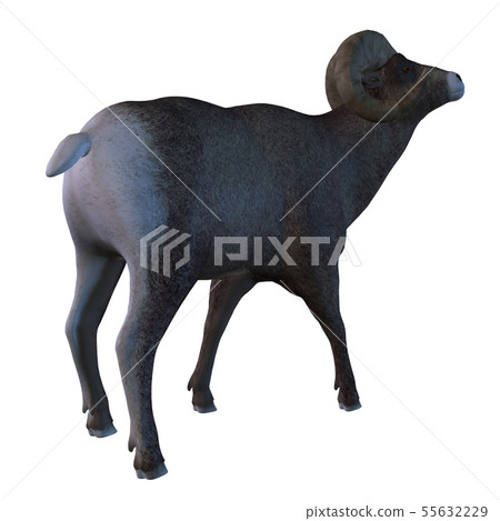 Horn Sheep 55632229