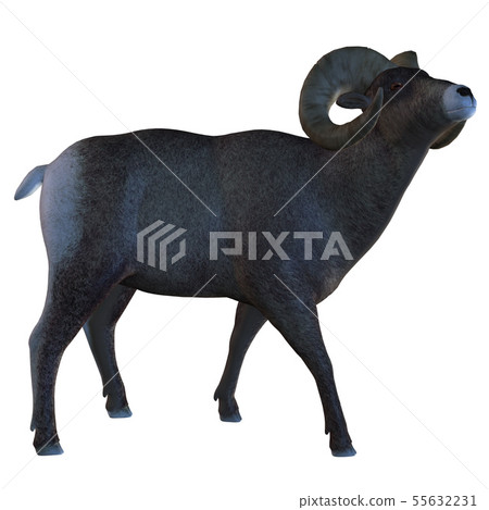 Horn Sheep 55632231
