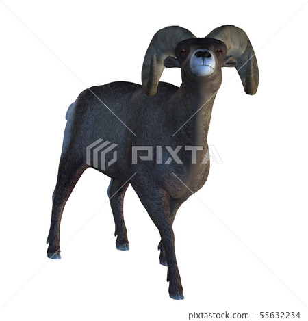 Horn Sheep 55632234
