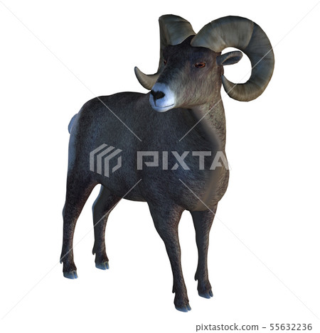 Horn Sheep 55632236