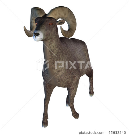 Horn Sheep 55632240