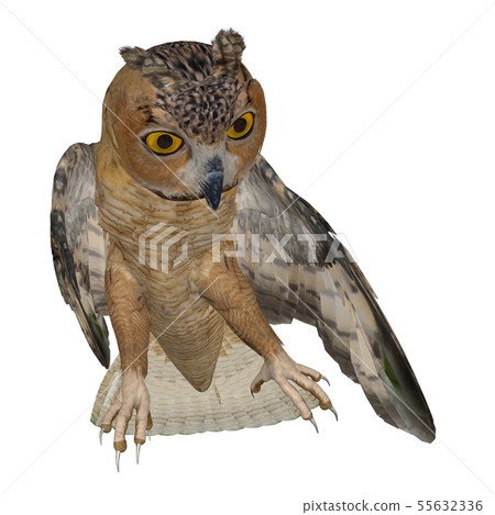 Eagle Owl Eagle Owl 55632336