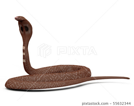 Cobra snake Cobra snake 55632344