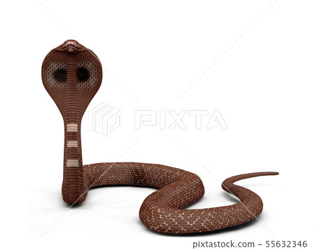 Cobra snake Cobra snake 55632346