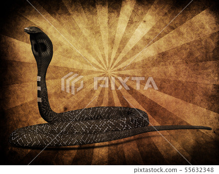 Cobra snake on grunge background Cobra snake on grunge background 55632348