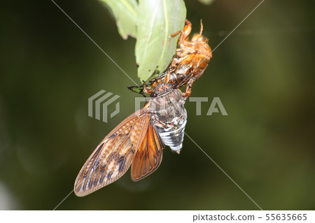Abrazemi who failed to emerge Abrazemi who failed to emerge 55635665